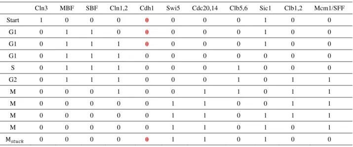 Table 3 New cell-cycle trajectory after the silencing of Cdh1. Cdh1 stopped the cell-cycle on its own