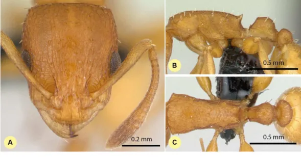 Figure 6 Nesomyrmex angulatus non-type worker (CASENT0134948). Head in full-face view (A), lat- lat-eral view of the body (B), dorsal view of the body (C).