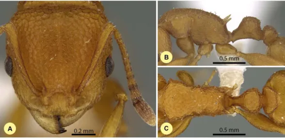 Figure 8 Nesomyrmex clypeatus sp. n. holotype worker (CASENT0422552). Head in full-face view (A), lateral view of the body (B), dorsal view of the body (C).