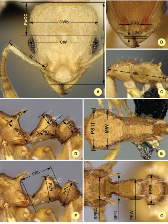 Figure 1 Illustrations for morphometric characters of Nesomyrmex angulatus species group