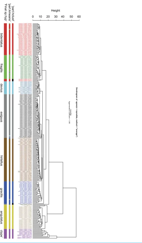 Figure 2 Dendrogram solution for Nesomyrmex angulatus species group. Sample information in the dendrogram follows the given format: final species hypothesis confirmed by cross-validation LDA is  fol-lowed by CASENT number separated by a hyphen