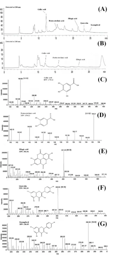 Figure 1 Chromatograms of (A) BLE and (B) BSE and the mass to charge ratio (m/z ) of (C) gallic acid, (D) protocatechuic acid, (E) ellagic acid, (F) quercetin and (G) kaempferol