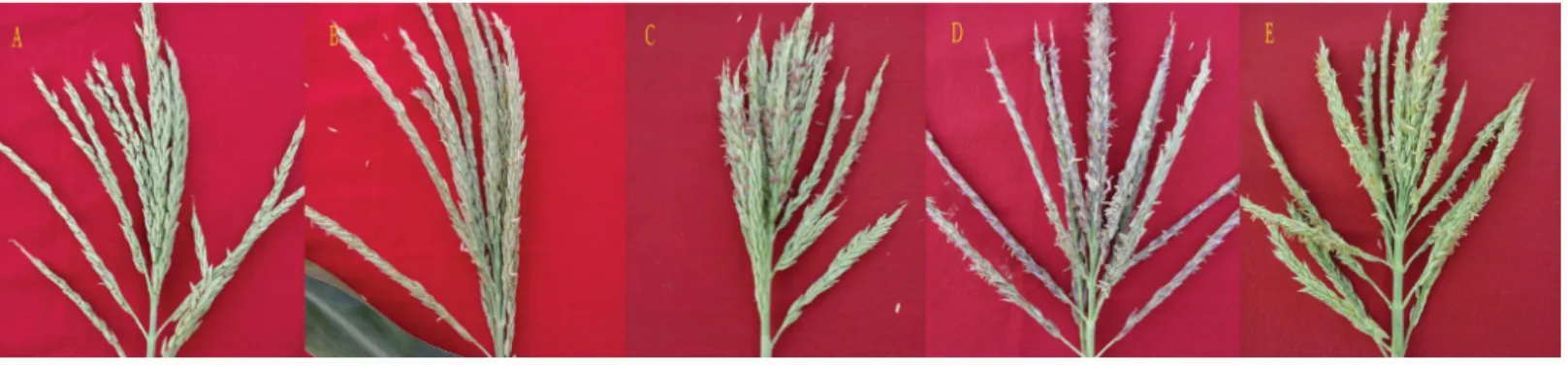 Figure 1 Different male fertility grades of maize anthers. A–E indicated plant fertility grades I–V respectively