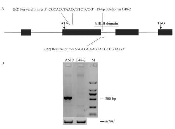 Figure 2 Design and evaluation of the primers F2/R2. (A) Development of F2/R2 primers