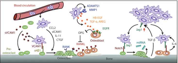 Fig. 1. Tumor-stromal interactions in bone metastasis. Key pathways uncovered by our lab are highlighted, including: (1) vascular cell  adhesion molecule 1 (VCAM1) activated osteolytic expansion of indolent bone micrometastasis (left); (2) osteolytic parac