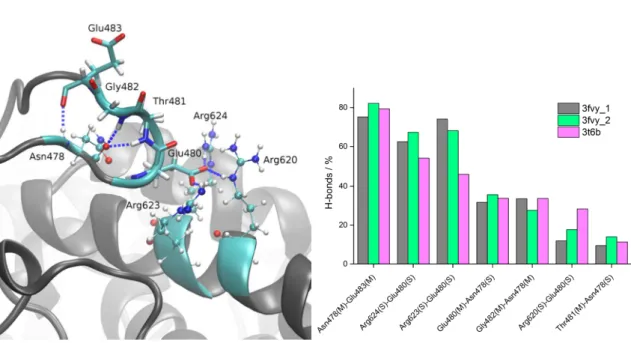 Figure  S1.  Left:  snapshot  taken  from  the  100-ns-long  MD  simulations  of  closed  human  DPP  III  showing  hydrogen bonds that “ETGE” motif (show as sticks) makes with adjacent amino acids (shown as ball and sticks)  belonging to α-helix from the 