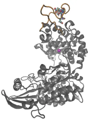 Figure 1. Cartoon representation of the human DPP III 3D  structure (PDB code 3FVY). The ETGE motif on the flexible  loop  (colored  orange)  of  the  'upper',  catalytic  domain  is  shown in ball and stick representation, while the zinc ion is  represent