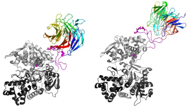Figure 3.  Cartoon  representations of  GRAMM-X  docking predictions  for  DPP  III -  Keap1  Kelch  complexes