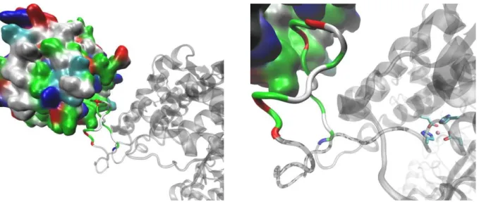 Figure 5. h.DPP III – Kelch interactions. DPP III is shown as a gray ribbon, except for the flexible loop (with the ETGE motif,  residue numbers 480 to 483) which is colored according to the residue type