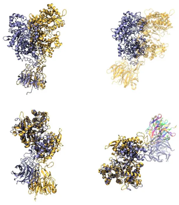 Figure 10. Overlaid, back to all atom representation mapped, structures of the starting and final conformations of the DPP III  (open) - Keap1 Kelch complex simulated for 44 μs using the CG MD simulation