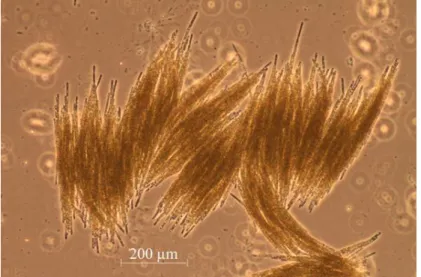 Figura 1.2.3. 1 - Microfotografia de Aphanizomenon flos-aquae em microscopia de  contraste de fase (Zeiss Axio Observer LD A-PLAN 10x/0,25 Ph1) de uma amostra in 