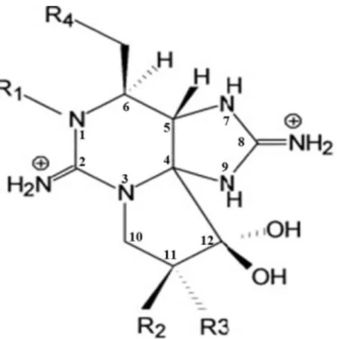 Figura  1.3.2.  1  –  Estrutura  química  de  Saxitoxina.  “R”  representa  as  posições  variáveis