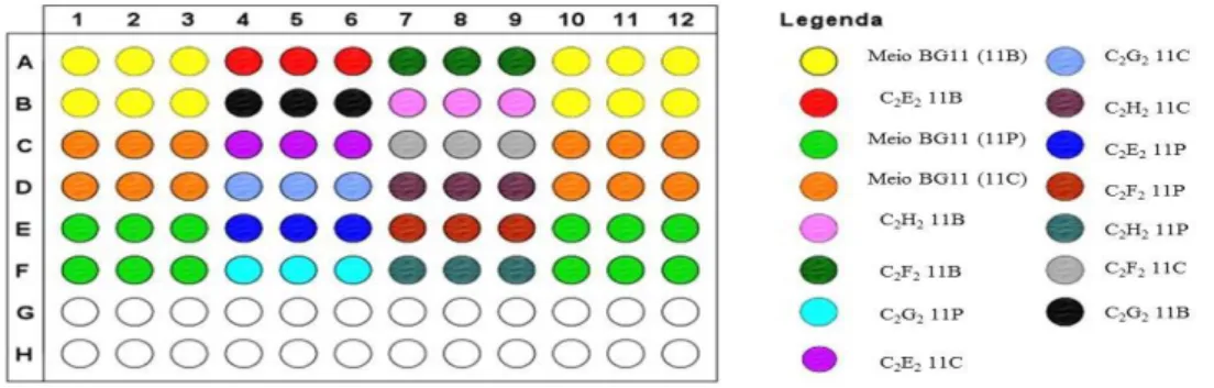 Figura 3.5.7. 1 - Esquema da placa de 96 poços utilizada para a monitorização do  crescimento das culturas por espetrofotometria