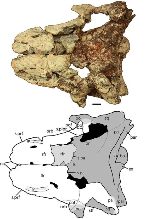 Figure 5 Photo and interpretive sketch of posterodorsal portion of the skull of Scutarx deltatylus (PEFO 34616) in dorsal view