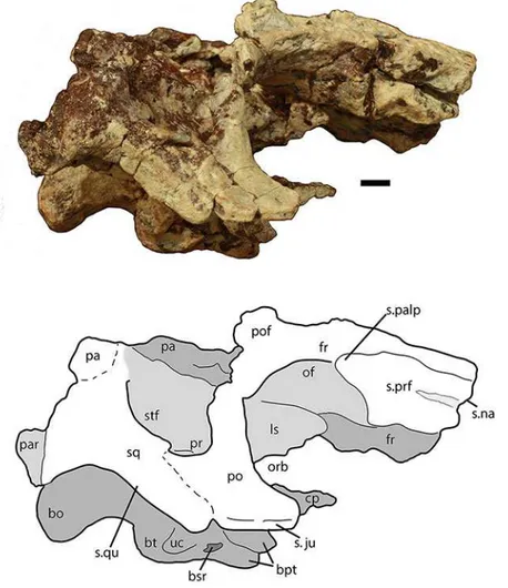 Figure 6 Partial skull of Scutarx deltatylus (PEFO 34616) in right lateral view. Scale bar equals 1 cm.