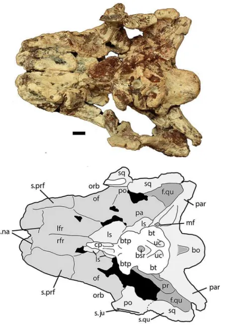 Figure 7 Partial skull of Scutarx deltatylus (PEFO 34616) in ventral view. Scale bar equals 1 cm.