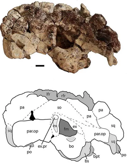 Figure 8 Partial skull of Scutarx deltatylus (PEFO 34616) in posterior view. Scale bar equals 1 cm.