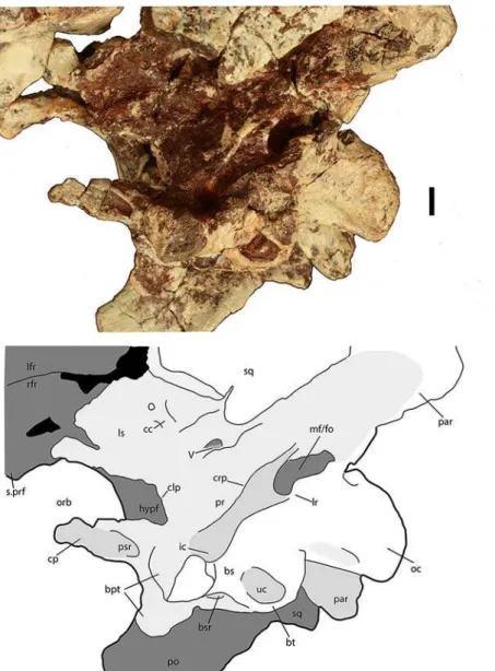 Figure 9 Braincase of Scutarx deltatylus (PEFO 34616) in ventrolateral view. Scale bar equals 1 cm.