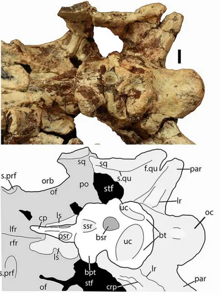 Figure 10 Parabasisphenoid of Scutarx deltatylus (PEFO 34616) in ventral view. Scale bar equals 1 cm