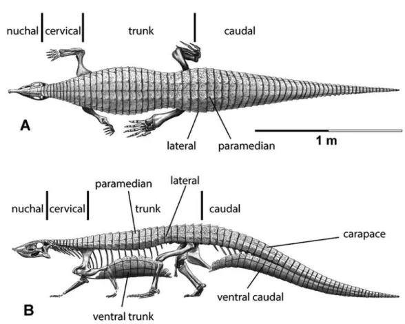 Figure 3 Differention and terminology for aetosaurian osteoderms, based on Stagonolepis robertsoni.