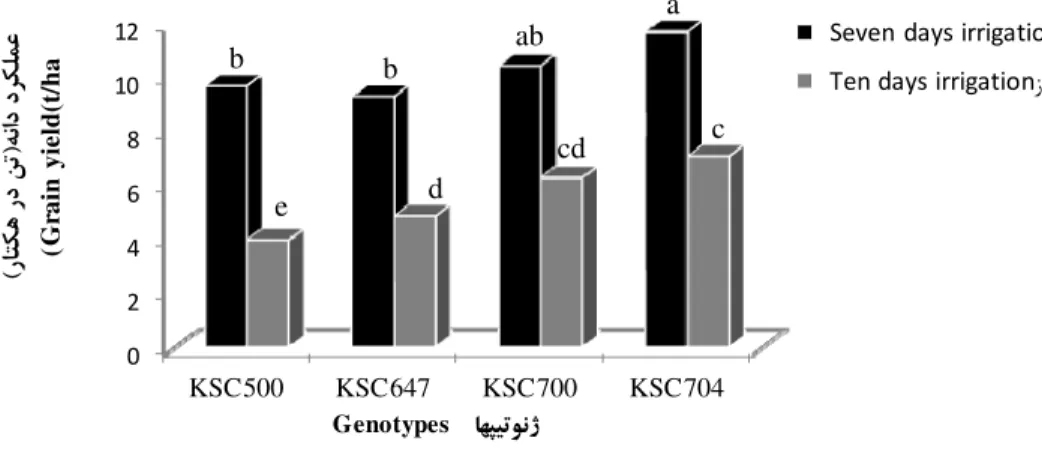 Fig .  1. Intraction effect of Irrigation and cultivar on Grain yield of corn cultivars