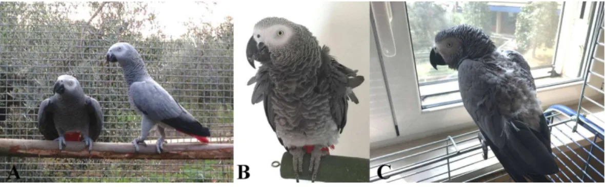 Figure 1 African grey parrots ( Psittacus erithacus ) observed in the present study. (A) A parent-reared pair; (B) healthy hand-reared parrot and (C) hand-reared parrots that display feather damaging behavior.