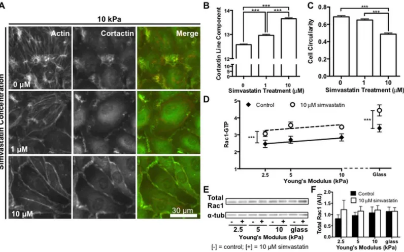 Fig 4. Simvastatin alters actin organization, cell morphology, and Rac1 activity in endothelial monolayers
