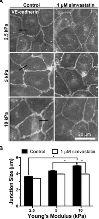 Fig 6. Increased endothelial cell-cell junction size on stiff matrices is diminished after simvastatin treatment