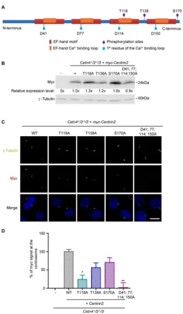 Figure 1.    Localisation of centrin2 to the centrosome.    A.