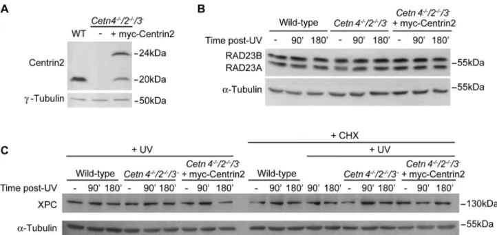 Figure  3.    Centrin  deficiency  does  not  impact  on  protein  levels  of  the  XPC-RAD23  complex