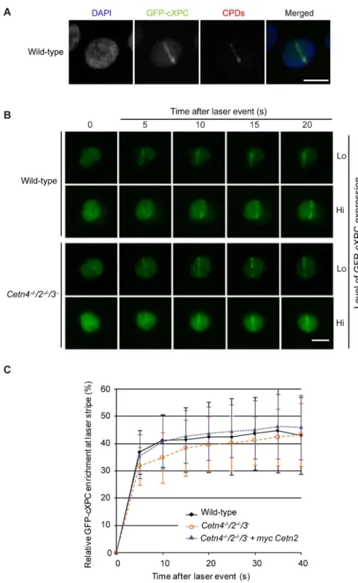 Figure 4.  Recruitment of XPC to DNA damage occurs in the absence of centrin.  A. Immunofluorescence micrograph shows the  recruitment  of  GFP-cXPC  to  laser-induced  DNA  damage