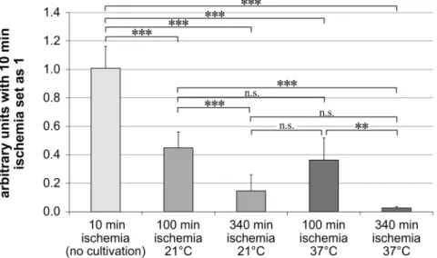 Fig 2. Thy-1 mRNA expression is higher under hypothermic conditions. Bar graph represents the Thy-1 mRNA expression levels in arbitrary units after normalizing them to the samples with 10 min of ischemia