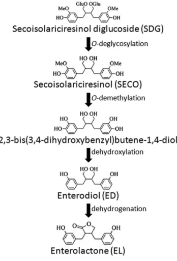 Figure 1. Pathway of enterolignans production from SDG by human faecal bacteria (Adapted from [8]).