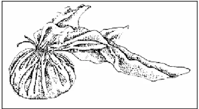Figura 3: Guaché 