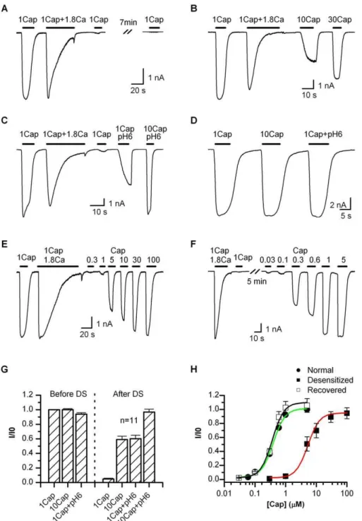 Figure 1. Adaptation of TRPV1