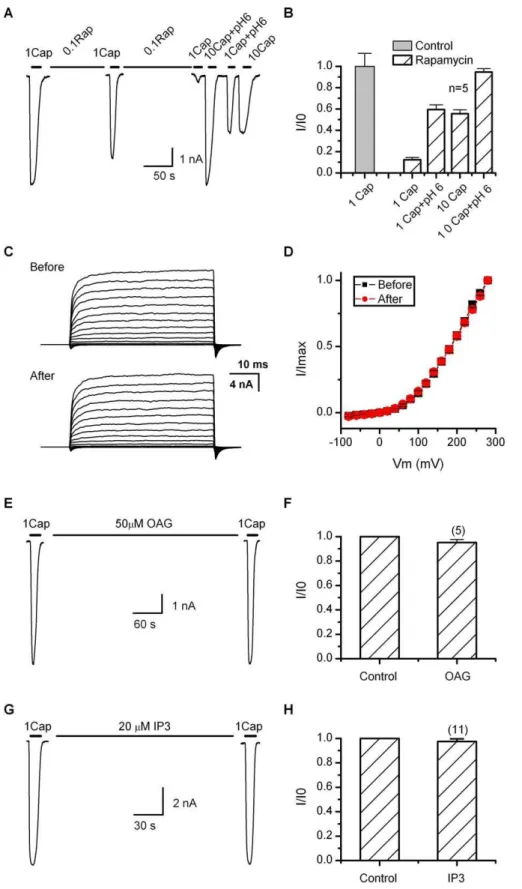 Figure 5. Effect of PIP2 on TRPV1