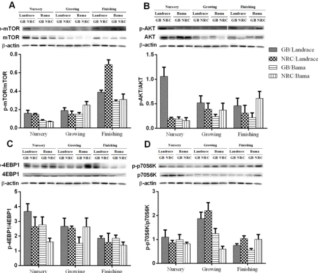 Fig 1. Representative Western blot analysis of total and phosphorylated (A) mTOR (Ser2448), (B) AKT (Ser473), (C) 4EBP1 (Thr70), (D) p70S6K, and β-actin in pig longissimus dorsi muscle