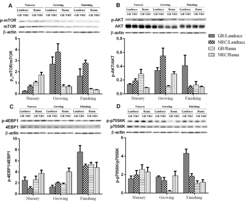Fig 2. Representative Western blot analysis of the expression of the proteins listed in Fig 1 in pig biceps femoris muscle.