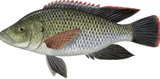 Figura 1.2: Tilápia - O. mossambicus (Rainboth, 2003).  