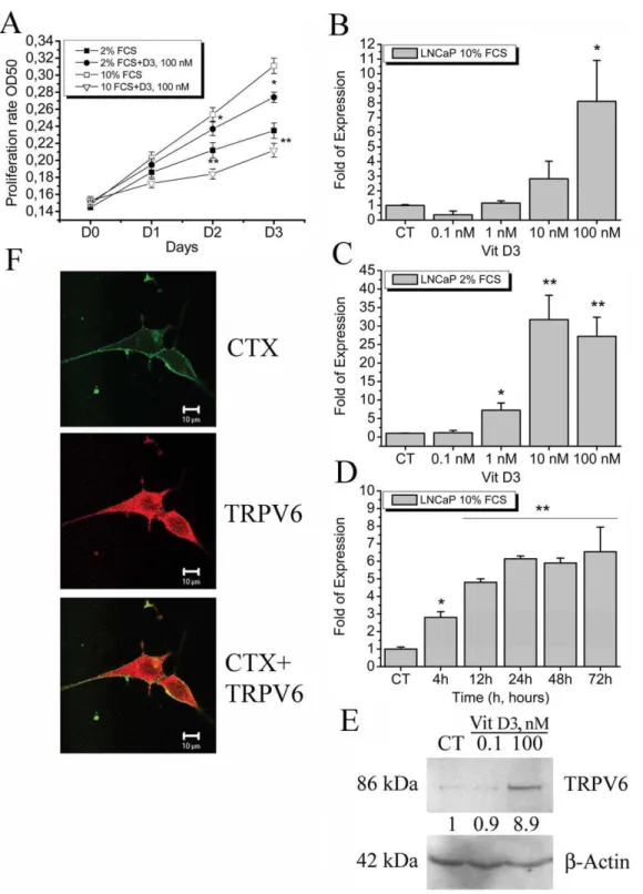 Figure 1. The effects of 1,25-dihydroxyvitamin D3 on proliferation of LNCaP cells and expression of TRPV6 channel