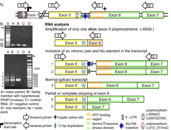 Figure 3. Results of the analysis on RNA level. A) Schematic representation of the genomic region from 5 9 -untranslated Region (5 9 -UTR) to exon 7 of BMPR2 