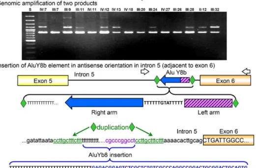 Figure 4. Genomic analysis of the intronic region. The genomic amplification with forward primer located in intron 5 and a reverse primer located in intron 6 resulted in two products of different length identified in several family members (shown is the re