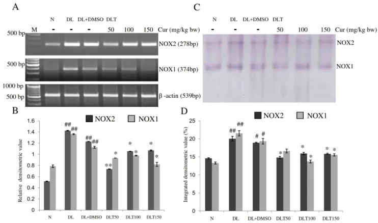 Figure 3. Total H 2 O 2 and ROS level. Effect of curcumin on oxidative stress in terms of total H2O2 level and total ROS level in liver of lymphoma bearing mice (A) Histogram shows total H2O2 level in different groups, (B) Histogram shows total ROS level i