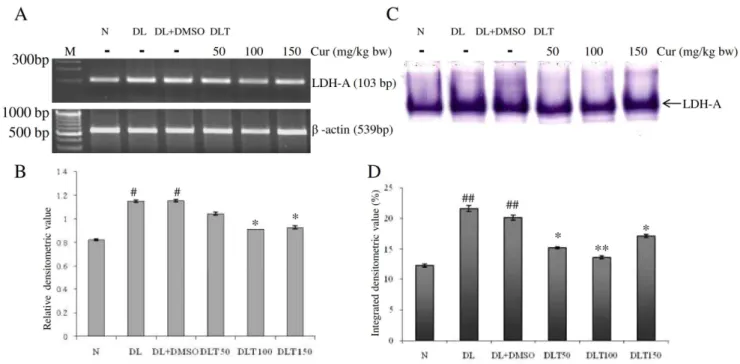 Figure 5. Expression and activity of LDH. Effect of curcumin on mRNA expression and enzymatic activity of LDH-A in liver of lymphoma bearing mice (A) RT-PCR of LDH-A and b-actin genes, (B) Densitometric scanning of LDH-A after normalization with b-actin, (