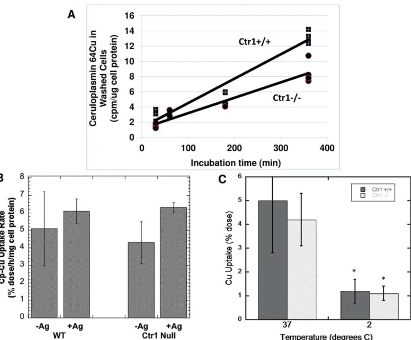 Fig 2. Uptake of 64 Cu from mouse Cp by mouse embryonic fibroblasts (MEF) expressing (Ctr1+/+; WT) and not expressing (Ctr1-/-; Null) Ctr1, and effects of Ag(I) or cooling to 2° C