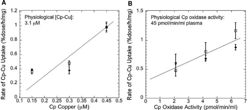 Fig 5. Rates of Cu uptake from Cp as a function of Cp-Cu concentrations. Purified mouse 64 Cu-Cp samples, used to measure rates of 64 Cu uptake from Cp by mouse embryonic fibroblasts (expressing and not expressing Ctr1), were assayed for Cu (Cp Copper; μM)