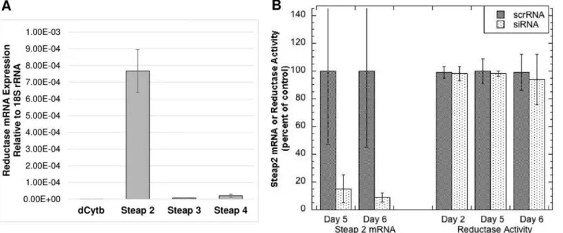 Fig 9. Expression of reductase mRNAs by MEF cells, and effect of Steap 2 siRNA knockdown on mRNA and copper reductase activity