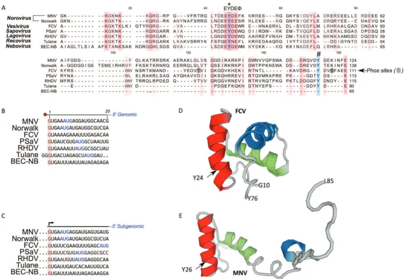 Figure 1 Comparison of calicivirus VPg and 5′ genomic and subgenomic sequences. (A) Amino acid alignment of VPg sequences among representatives of calicivirus genera: MNV (DQ285629), Norwalk (AF093797), FCV (M86379), PSaV (AF182760), RHDV (Z49271), Tulane 