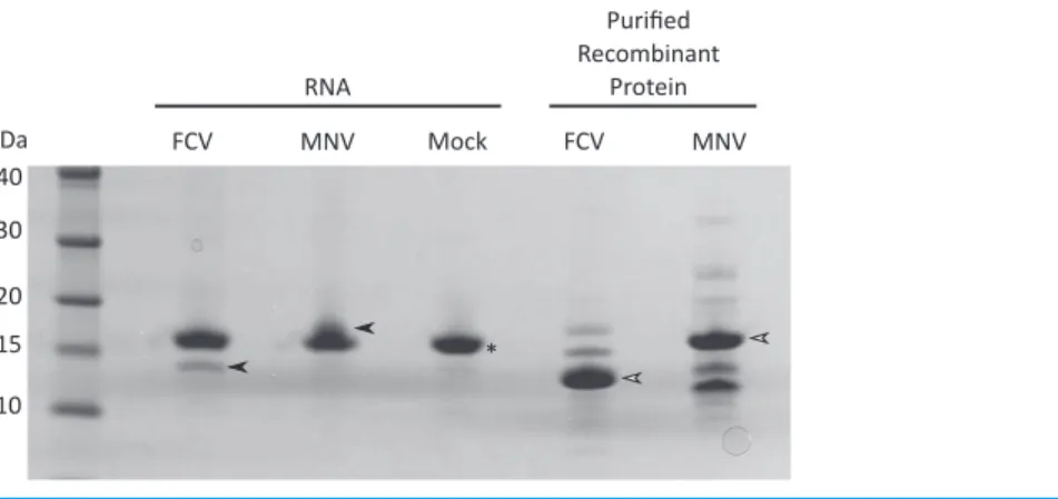 Figure 2 Isolation and characterization of calicivirus VPg-linked RNA. Total RNA was isolated from FCV, MNV or mock-infected cells then ∼10 µg was subjected to RNase treatment