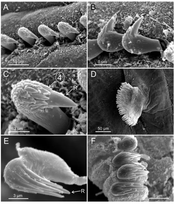 Figure 5 SEM micrographs of paratypes from Thailand and Myanmar, Cont. Terebellides hutchingsae spec
